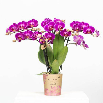 Phalaenopsis Orchidee Lilac Morelia – Zimmerpflanze – Ø9cm – Fliederfarbene Blütenpracht