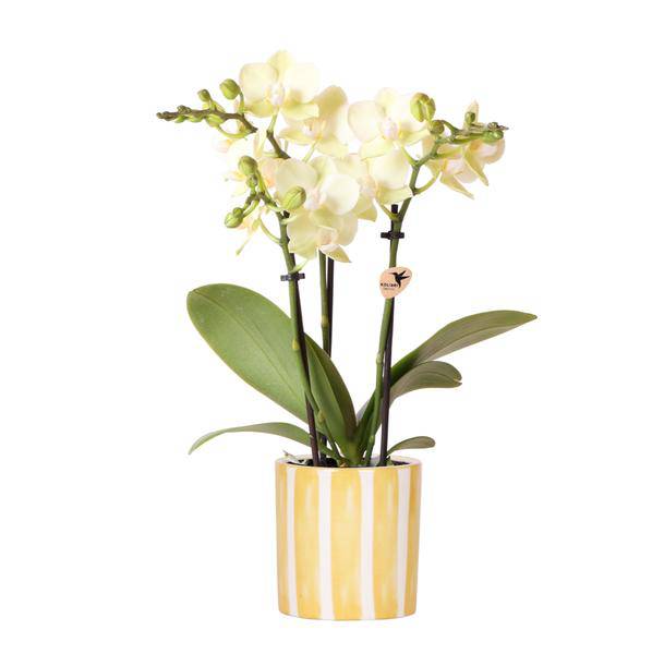 Phalaenopsis Orchidee Mexico Gelb – Zimmerpflanze Ø9cm – inkl. Painted Stripe Topf Gelb – Gelbe Multiflora – Orchidee mit 2-3 Blütenstielen