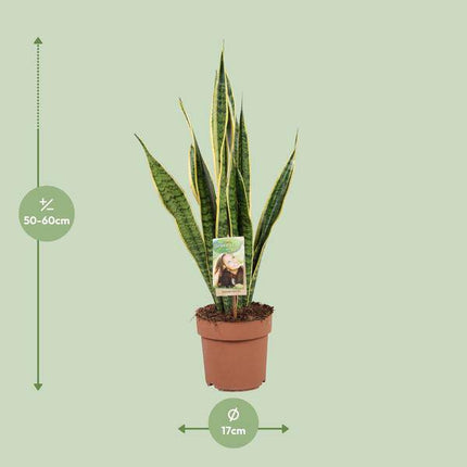 Bogenhanf – Sansevieria trifasciata Laurentii – Schwiegermutterzunge – Zimmerpflanze – Ø17cm – ↕60cm – pflegeleicht & luftreinigend