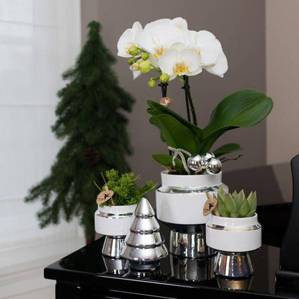 Le Chic Blumentopf Zimmerpflanze Ø6cm mit dekorativem Übertopf – blühende Orchidee für Wohnzimmer, Büro & helle Standorte kaufen