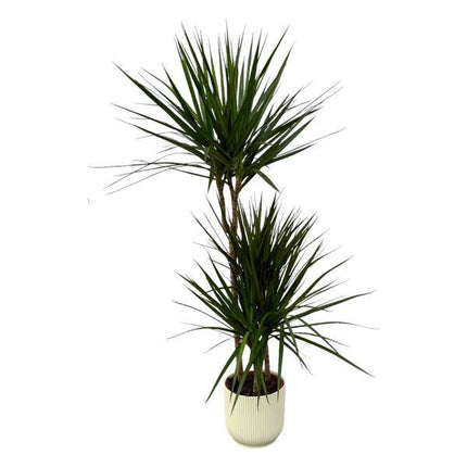 Dracaena Marginata – Drachenbaum – Zimmerpflanze ca. 120cm – ø21cm – inkl. Pflanzgefäß Vibes Fold Weiß D22xH20 – Elegante pflegeleichte Grünpflanze für Wohnzimmer, Büro & Wintergarten