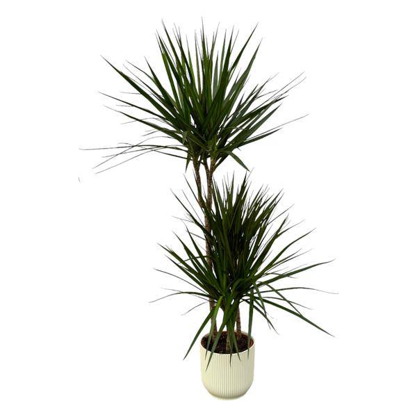 Dracaena Marginata – Drachenbaum – Zimmerpflanze ca. 120cm – ø21cm – inkl. Pflanzgefäß Vibes Fold Weiß D22xH20 – Elegante pflegeleichte Grünpflanze für Wohnzimmer, Büro & Wintergarten
