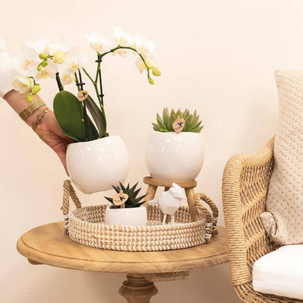 Blumentopf Bowl – Weiß – Keramik – Ziertopf Ø9cm – Handgefertigter Übertopf mit Wellenrand – Für Zimmerpflanzen & Sukkulenten