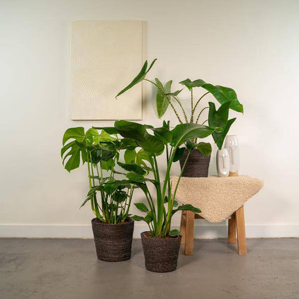 Zimmerpflanzen Set – Monstera Deliciosa Ø21cm ↕75cm + Alocasia Zebrina Ø19cm ↕75cm + Strelitzia Nicolai Ø19cm ↕85cm – Tropisches Pflanzenset – Luftreinigende Grünpflanzen für Wohnzimmer, Büro & Wintergarten