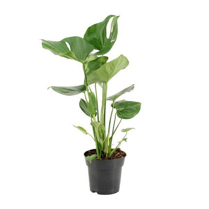 Köstliches Fensterblatt – Monstera Deliciosa – pflegeleichte Zimmerpflanze – Ø17cm – ca. 60cm hoch – dekorative Grünpflanze mit großen Blättern