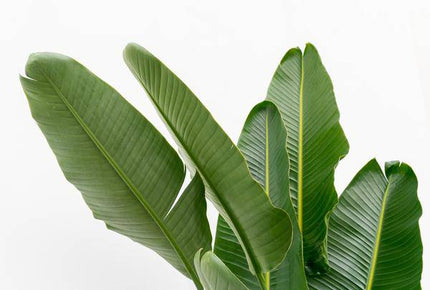 Baum-Strelitzie – Strelitzia Augusta mehrstämmig XXL – 225cm – Ø40cm – Weißer Paradiesvogel – Große Zimmerpflanze für Wohnzimmer, Büro & Wintergarten