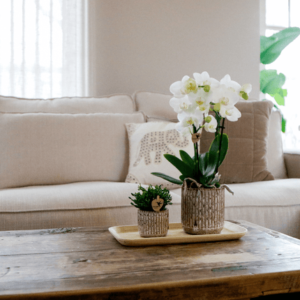 Phalaenopsis Orchidee Amabilis Weiß – Geschenkset mit Jaguar Ziertöpfen, Grünpflanze & Bambustablett – elegantes Orchideen Arrangement für Zuhause & Büro