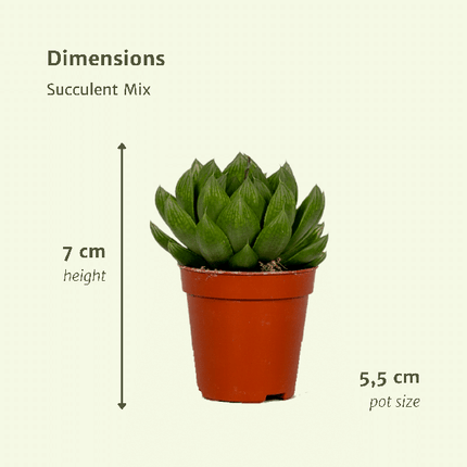 Sukkulenten Mix – 20 Pflanzen– Ø5,5cm – ↕7cm – pflegeleichte Zimmerpflanzen im Kunststofftopf – bunte Auswahl mit Aloe Vera, Echeveria, Haworthia, Kalanchoe & Sedum – dekorative Mini Pflanzen für Zuhause & Büro