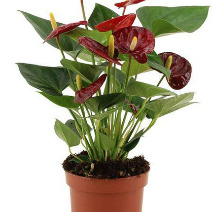 Anthurium Calon – Flamingoblume – Zimmerpflanze – Ø12cm – ↕36cm – Tropische Blühpflanze mit herzförmigen Blüten – Luftreinigend & pflegeleicht – Für Zuhause & Büro