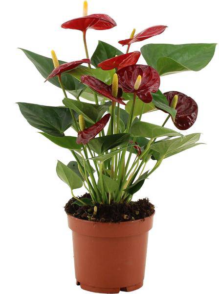 Anthurium Calon – Flamingoblume – Zimmerpflanze – Ø12cm – ↕36cm – Tropische Blühpflanze mit herzförmigen Blüten – Luftreinigend & pflegeleicht – Für Zuhause & Büro
