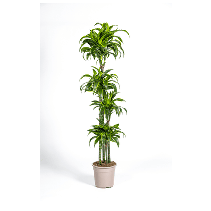 Drachenbaum Dracaena Deremensis Dorado – Zimmerpflanze – Ø27cm Topf – 180 cm Höhe – Elegante, langlebige Blattpflanze
