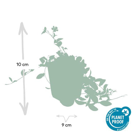 Vinca minor – Kleines Immergrün – Bodendecker – 12 Pflanzen – Blühend März bis Juni – Sonne & Schatten – Pflegeleicht & Robust
