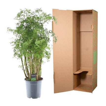 Polyscias Hawaiiana Ming – Fiederaralie – Immergrüne Zimmerpflanze – Elegante Grünpflanze für Wohnzimmer & Büro – ↕90cm – Ø24cm