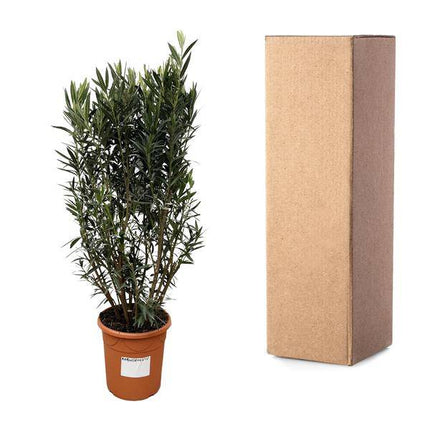 Rosenlorbeer – Nerium Oleander Strauch 180cm – Ø40cm – Immergrüne Kübelpflanze mit duftenden Blüten – Mediterrane Zierpflanze für Garten, Terrasse & Balkon – Pflegeleicht
