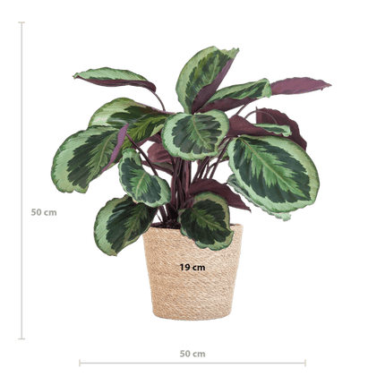 Calathea Medaillon 65cm – Korbmarante Zimmerpflanze Ø21cm – dekorative tropische Pflanze mit einzigartigen Blättern im Seegras Korb Sofia Natur – luftreinigende pflegeleichte Zimmerpflanze