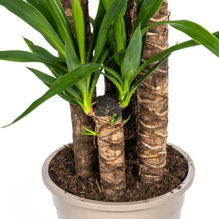 Riesen-Palmlilie - Yucca Elephantipes - Zimmerpflanze - Ø27cm - ↕160cm – Pflegeleicht & robust