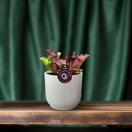 Schlauchpflanze Sarracenia – Kannenpflanze – Zimmerpflanze – Ø12cm – ca. 20cm – Pflegeleicht & Exotisch