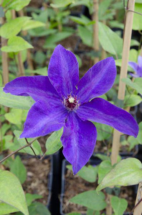 Waldrebe – Clematis 'The President' – Ø15cm – ↕65cm – Kletterpflanze mit lila Blüten – ideal für Pergolen, Zäune & Rankhilfen