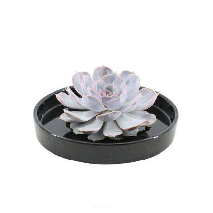 Sukkulente – Echeveria lilacina ROOTLESS – Ø20cm Schale „Schwarz“ – Zimmerpflanze ohne Wurzeln – Pflegeleichte Schnitt-Sukkulente als Tischdeko & Geschenkidee