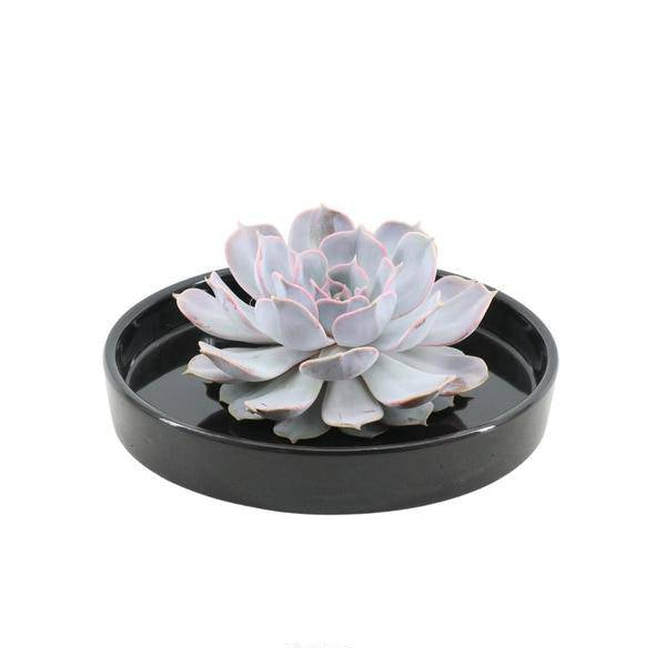 Sukkulente – Echeveria lilacina ROOTLESS – Ø20cm Schale „Schwarz“ – Zimmerpflanze ohne Wurzeln – Pflegeleichte Schnitt-Sukkulente als Tischdeko & Geschenkidee