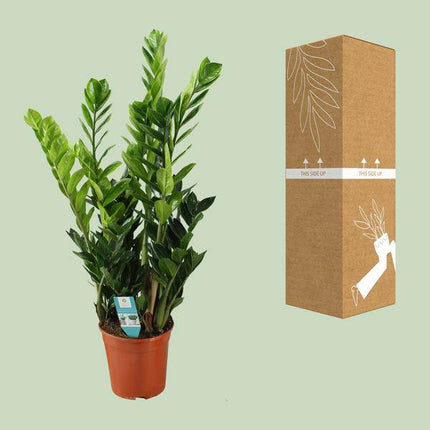 Glücksfeder Zamioculcas – Zimmerpflanze – Ø21cm – ca. 75cm hoch – Luftreinigend & pflegeleicht – Für halbschattige Innenbereiche