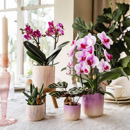 Gradience Übertopf Rosa – Ø6cm – Blumentopf mit Farbverlauf – Glänzender Keramiktopf für Sukkulenten & Mini – Orchideen