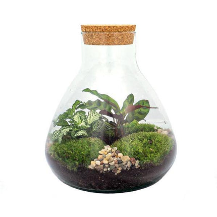 Flaschengarten – DIY Terrarium Sammie – ↕27cm – Selbstversorgendes Pflanzen-Terrarium mit Fittonia & Calathea – Inkl. Glasgefäß, Moos, Erde & Anleitung – Mini-Ökosystem zum Selberbauen