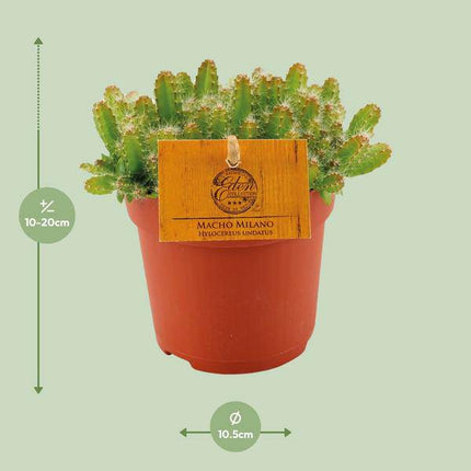 Drachenfrucht Kaktus – Hylocereus Undatus – Ø11cm – Höhe ca. 15cm – Exotische Dragonfruit Zimmerpflanze – Pflegeleichter Kaktus für modernes Interieur, Büro & Fensterbank