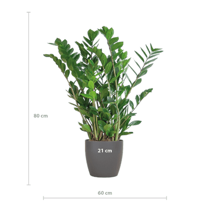 Zamioculcas Zamiifolia Glücksfeder – robuste Zimmerpflanze ↕80cm Ø21cm – pflegeleichte Smaragdpalme im nachhaltigen Viber Topf Grau