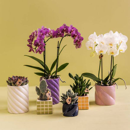Candy Dekotopf hoch Weiß Ø9cm – runder Keramik Übertopf in cleanem Weiß – fröhliches Design für Orchideen & Zimmerpflanzen