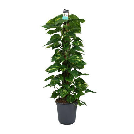 Efeutute Scindapsus Epipremnum – Ø24cm – ↕120cm – Pflegeleichte Rankpflanze & luftreinigende Zimmerpflanze – Große Grünpflanze für Wohnzimmer, Büro & Wintergarten