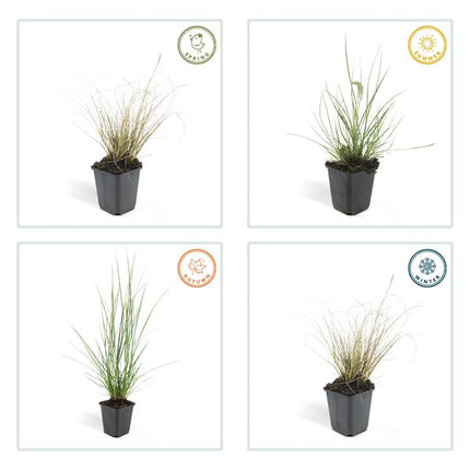 Lampenputzergras – Pennisetum alopecuroides 'Hameln' – ↕10-25cm – Ø9cm – 20 Pflanzen – Pflegeleichte Ziergräser mit cremigen Blüten – Für Beete & Töpfe