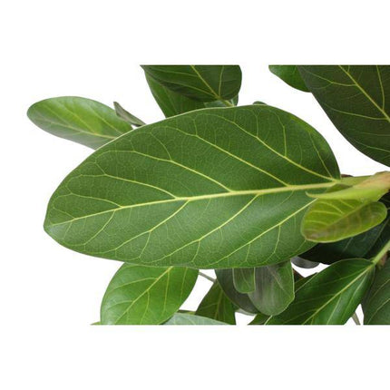 Ficus Benghalensis – Banyan – Feige auf Stamm – ca. 150cm Höhe – Zimmerpflanze mit großen glänzenden Blättern – Topfgröße Ø34cm – Elegante Innenraum