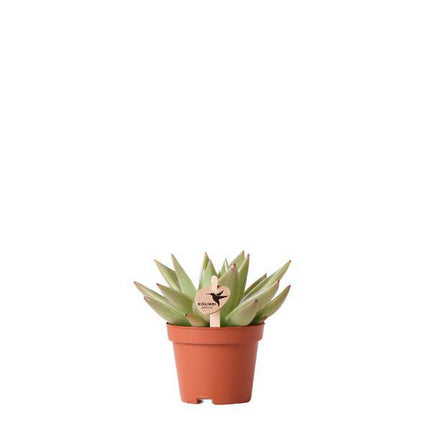 Sukkulente Echeveria Miranda – Grüne Rosettenpflanze – Ø6cm – Pflegeleichte Zimmerpflanze – In Blumenerde – Für helle Standorte