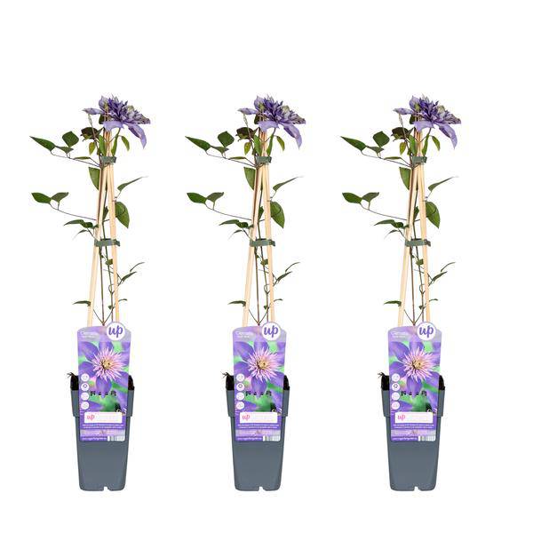 Clematis Multi Blue – 3 Pflanzen – Ø15cm – ca. 65cm hoch – Waldrebe mit großen blau-violetten Blüten – Winterharte Kletterpflanze für Garten, Zaun & Pergola