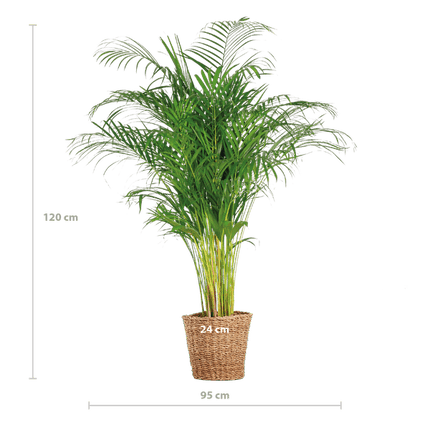 Areca-Palme Dypsis – Goldfruchtpalme – Zimmerpflanze – 120 cm – Ø24 cm – inkl. Pflanzkorb Torun – Luftreinigende Palme für Wohnzimmer und Büro