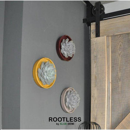 Sukkulente – Echeveria lilacina ROOTLESS – Ø12–14cm – Zimmerpflanze ohne Wurzeln – Pflegeleichte Schnitt-Sukkulente als Tischdeko & Geschenk