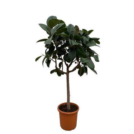 Gummibaum Ficus Elastica Robusta Zimmerpflanze Ø40cm ↕170cm – pflegeleichte Grünpflanze für Wohnzimmer, Büro & helle Standorte kaufen
