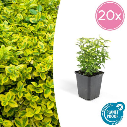Kletter-Spindelstrauch Euonymus fortunei 'Emerald 'n Gold' – ↕10-25cm – Ø9cm – 20 Pflanzen – Immergrün – Gelb-grünes Laub – Für Hecken, Beete & Solitär – Pflegeleicht