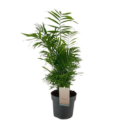 Mexikanische Bergpalme Chamaedorea Elegans – Ø17cm – ↕50cm – Pflegeleichte Zimmerpalme mit luftreinigender Wirkung – Tropische Grünpflanze für Wohnzimmer, Büro & Schlafzimmer