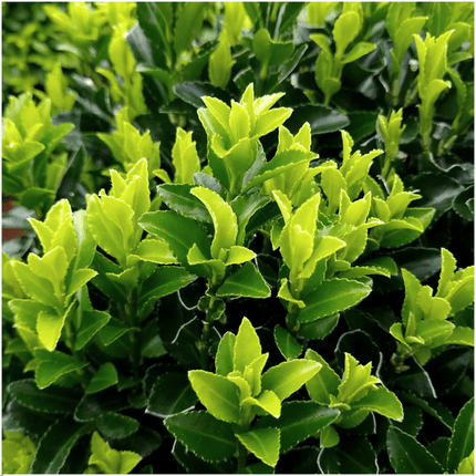 Euonymus Green Spire – Japanischer Spindelstrauch – Immergrün & winterhart – 48 Pflanzen Ø7cm ↕15cm – Buchsbaum-Ersatz für Hecken & Gartenbegrenzungen