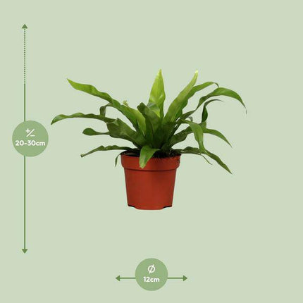 Nestfarn Asplenium antiquum – Zimmerpflanze – Ø12cm – ↕25cm – pflegeleichter Farn mit dekorativen, grünen Wedeln – ideal für Wohnzimmer, Büro & Schlafzimme