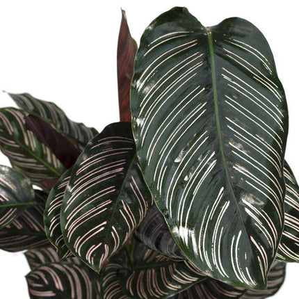Calathea Ornata Korbmarante – Zimmerpflanze – Ø19cm ↕75cm – Dunkelgrüne Blätter mit rosa Streifen – Tropische Pflanze für Wohnräume