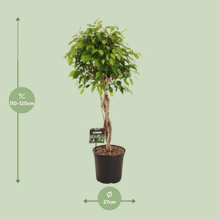 Birkenfeige – Ficus Benjamina Exotica – Ø27cm – ↕120cm – Große Zimmerpflanze mit üppigem, grünem Laub – Pflegeleichte & dekorative Grünpflanze für Wohnzimmer & Büro