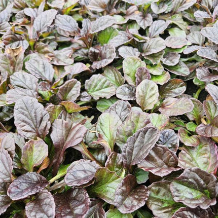Kriechender Günsel Ajuga reptans – 60 Pflanzen – ↕10-25cm – Ø9cm – Bodendecker – Halbschatten & Schatten – Blühend & pflegeleicht