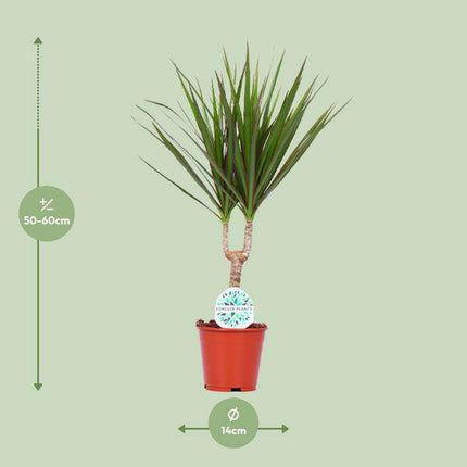 Drachenbaum Dracaena Marginata Zimmerpflanze Ø14cm ↕55cm – pflegeleichte Grünpflanze für Wohnzimmer, Büro & helle Standorte kaufen