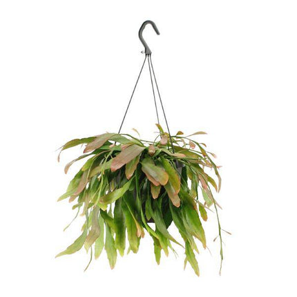 Korallenkaktus Rhipsalis Red Coral – Ø17cm – ↕25cm – Hängende Zimmerpflanze ohne Dornen – Exotische Grünpflanze mit roten Trieben