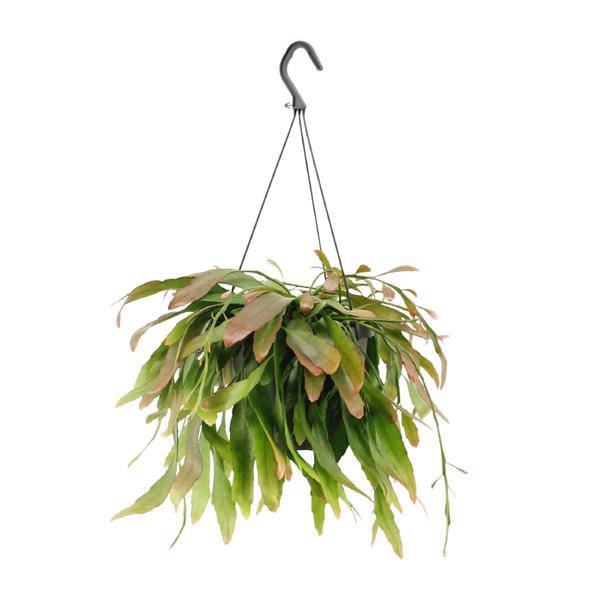 Korallenkaktus Rhipsalis Red Coral – Ø17cm – ↕25cm – Hängende Zimmerpflanze ohne Dornen – Exotische Grünpflanze mit roten Trieben