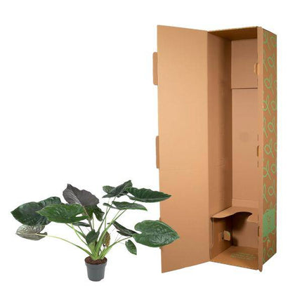 Elefantenohr – Alocasia Wentii – Zimmerpflanze – 120cm – Ø32cm – tropische Pflanze mit großen pfeilförmigen Blättern in Dunkelgrün und Violett