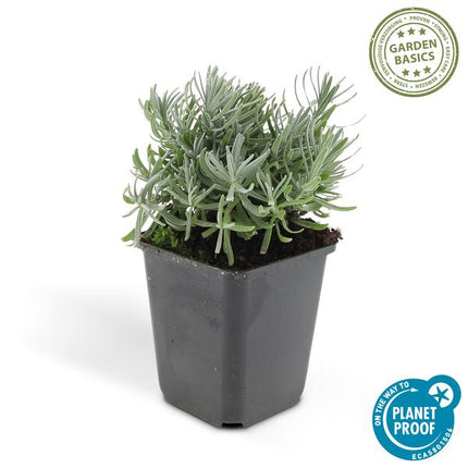 Lavandula angustifolia Hidcote – Lavendel – Reich blühend – ↕10-25cm – Ø9cm – 60 Pflanzen – Pflegeleicht & sonnig – Für Garten, Beete & Balkon